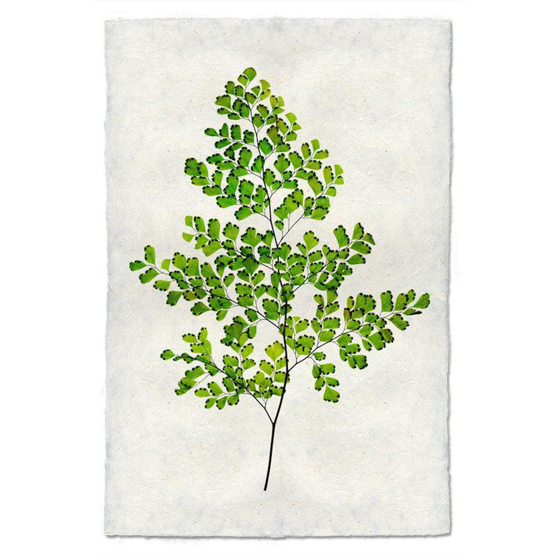 Fern 