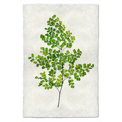 Fern 
