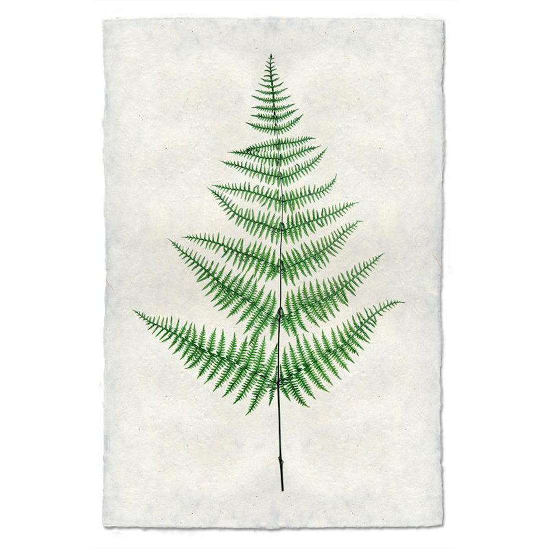 Fern 