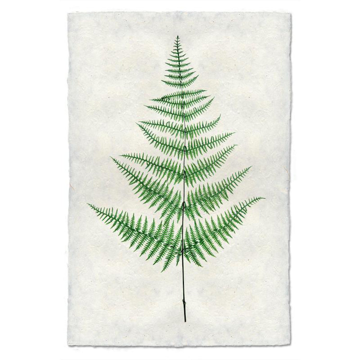 Fern 