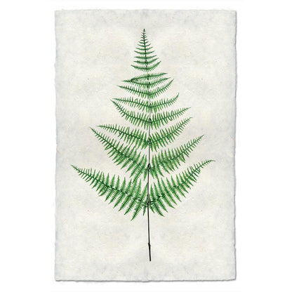 Fern 